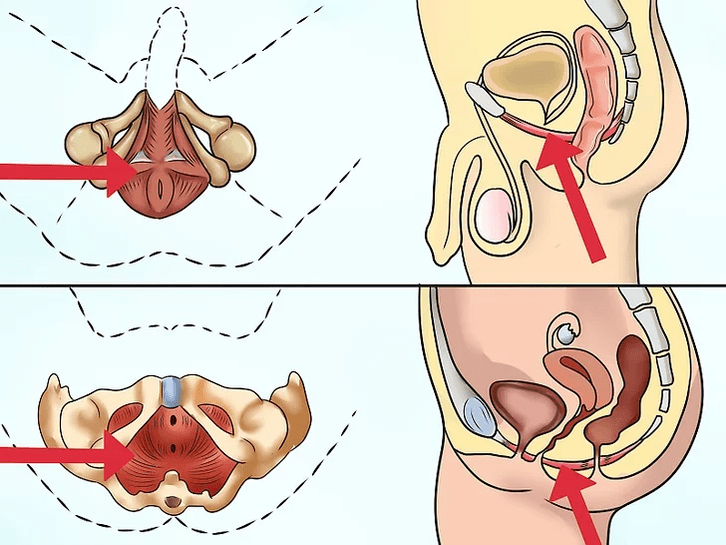 Der Musculus pubococcygeus, der bei der Ausführung des Kegel-Komplexes angespannt sein muss